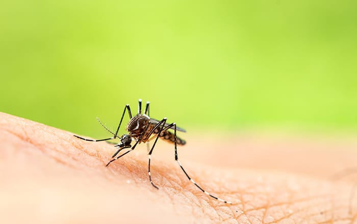 Chikungunya: Understanding the Disease and Strengthening Mosquito Prevention